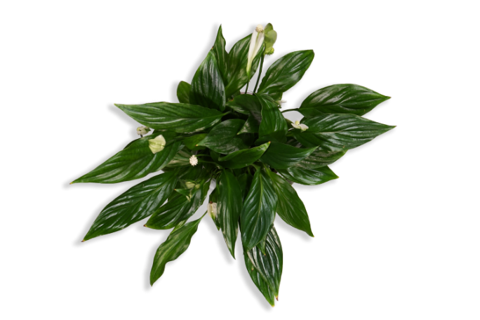 Plante verte vu de haut